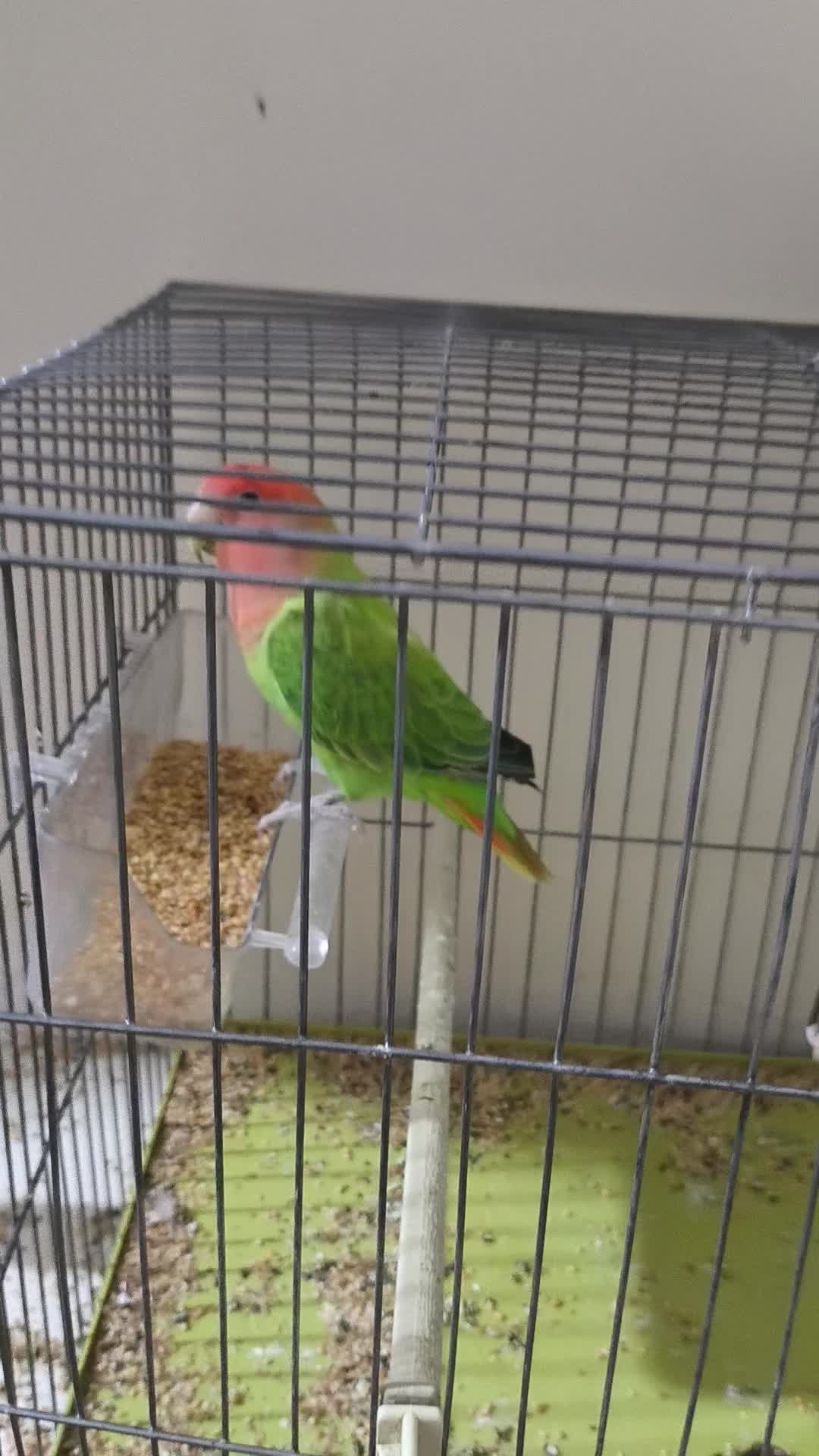 طوطی برزیلی کوتوله|پرنده|شریفآباد, |دیوار