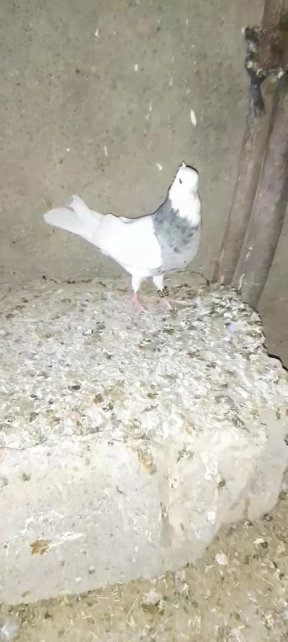 فروشی دوتاش ۲۵۰۰تومن|پرنده|کهنوج, |دیوار