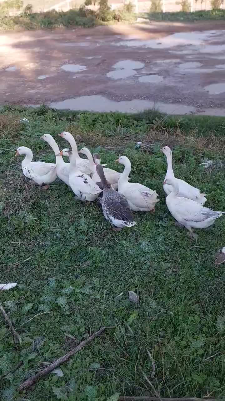 اردک محلی و خارجی غاز قوغاز|حیوانات مزرعه|گرگان, |دیوار