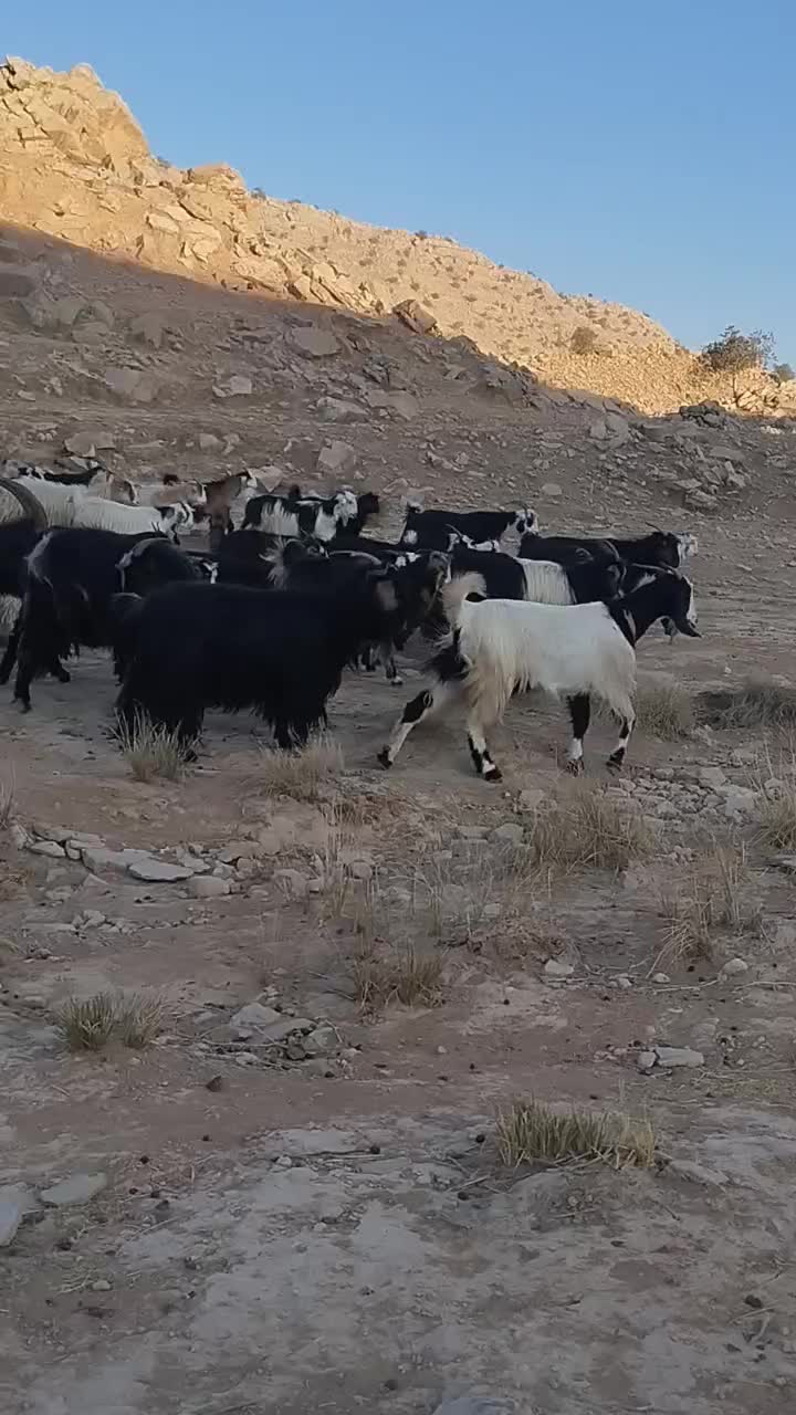 گله بزی جوان و سرحال برای فروش|حیوانات مزرعه|مسجد سلیمان, |دیوار