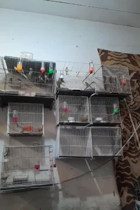 سهره کرمونی نر ماده و سینه سرخ|پرنده|مشهد, شهرک بهارستان|دیوار