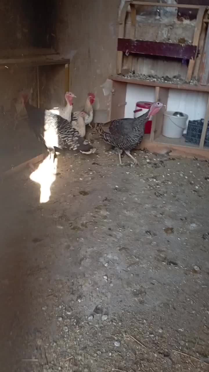 مرغ و خروس و بوقلمون|حیوانات مزرعه|بهبهان, |دیوار