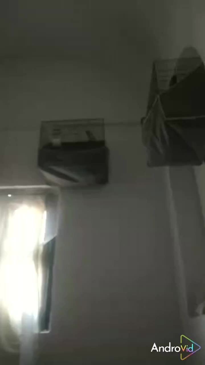 قناری نر شور|پرنده|اردکان, |دیوار