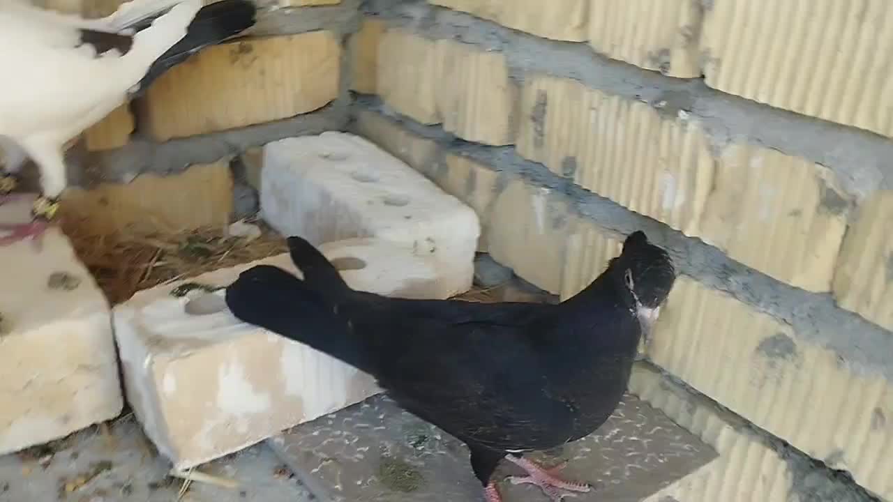 6تا کفتر 1000|پرنده|مرودشت, شهرک مهدیه|دیوار