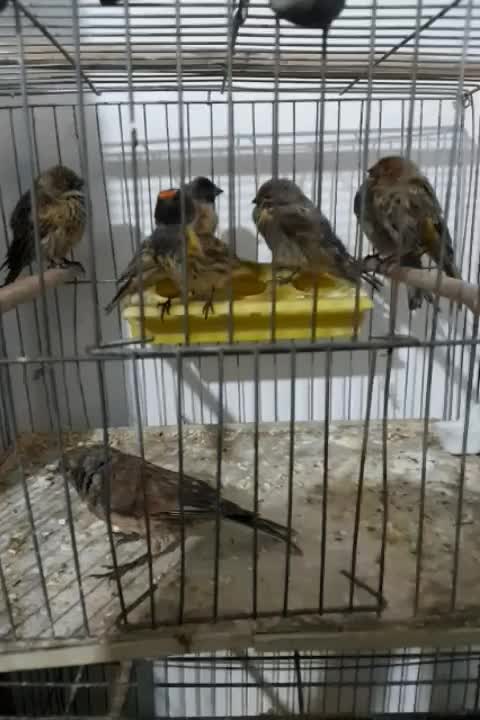 سهره گلبسر|پرنده|قزوین, |دیوار