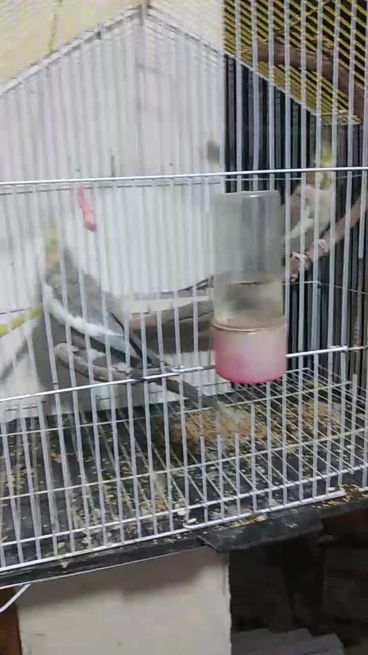 عروس هلندی|پرنده|کردکوی, |دیوار