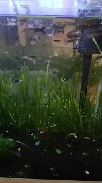 گوپی|ماهی|کرمانشاه, |دیوار