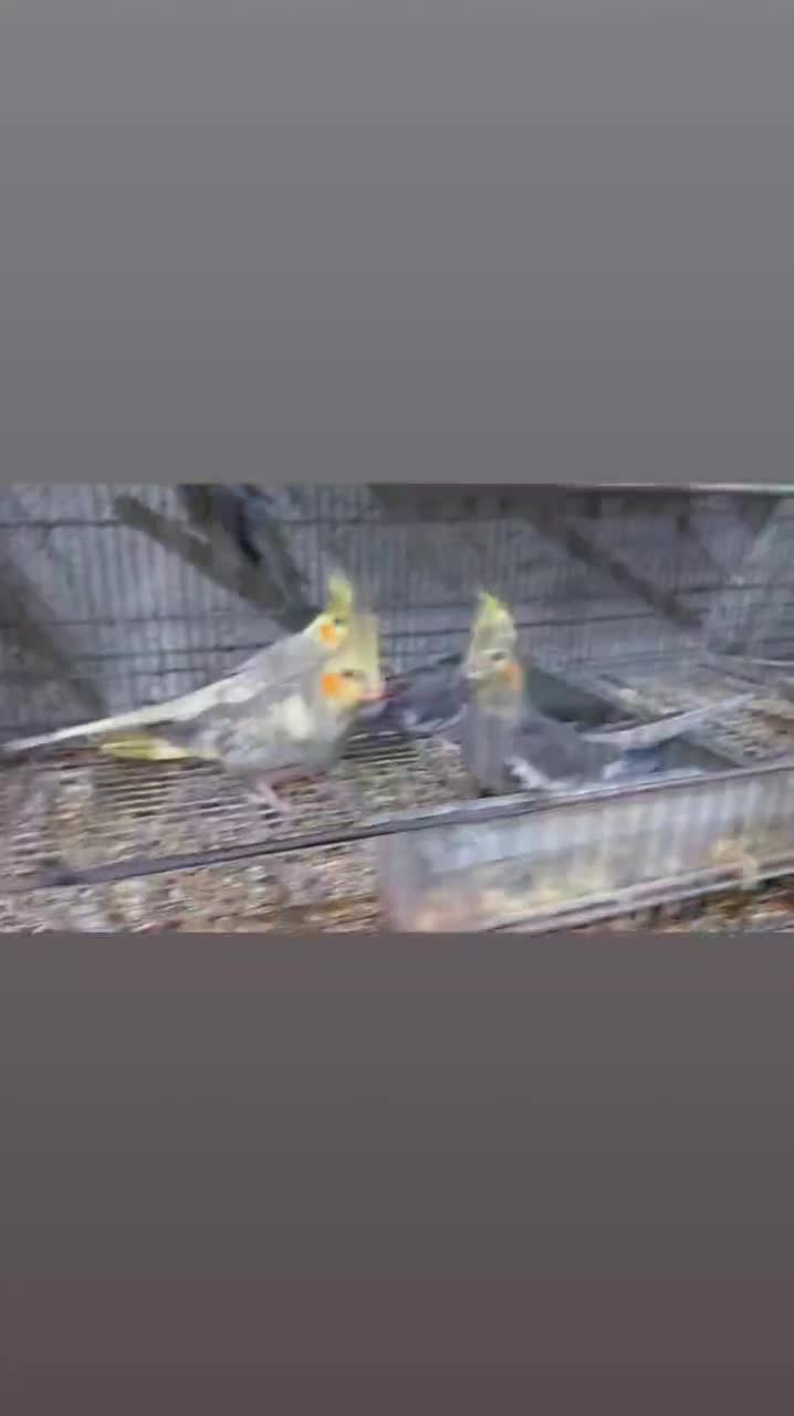 عروس هلندی|پرنده|رامسر, |دیوار