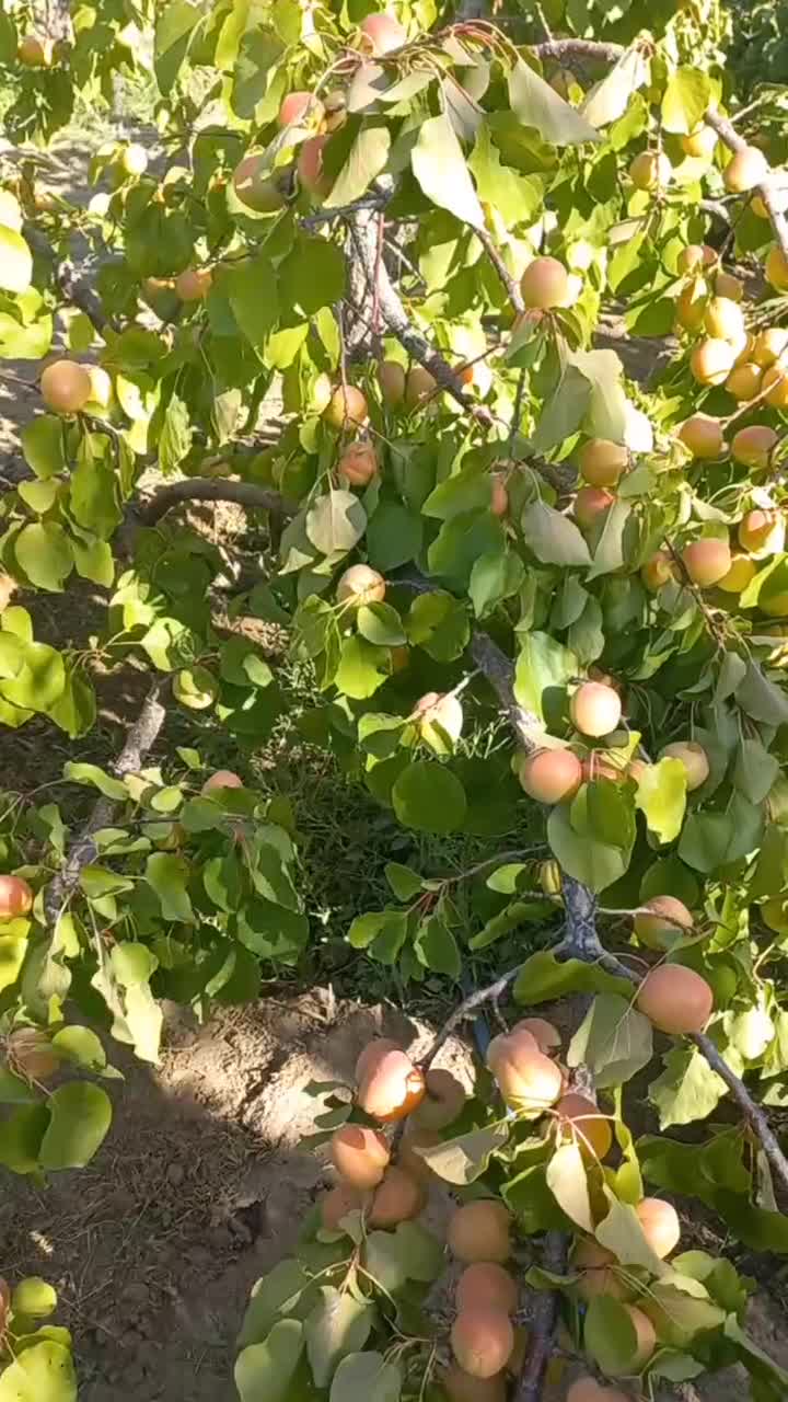 باغ واقع در دهکده توریستی امند|فروش خانه و ویلا|صوفیان, |دیوار