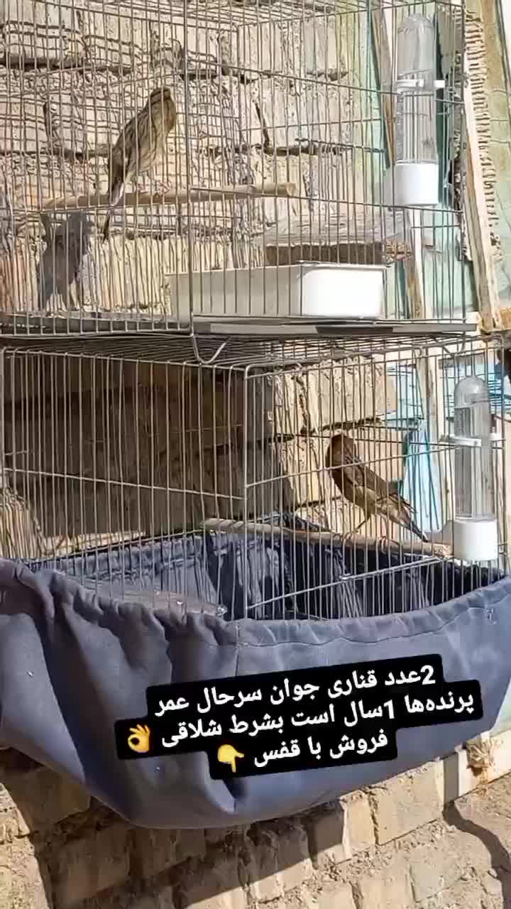 اهواز حمیدیه|پرنده|حمیدیه, |دیوار