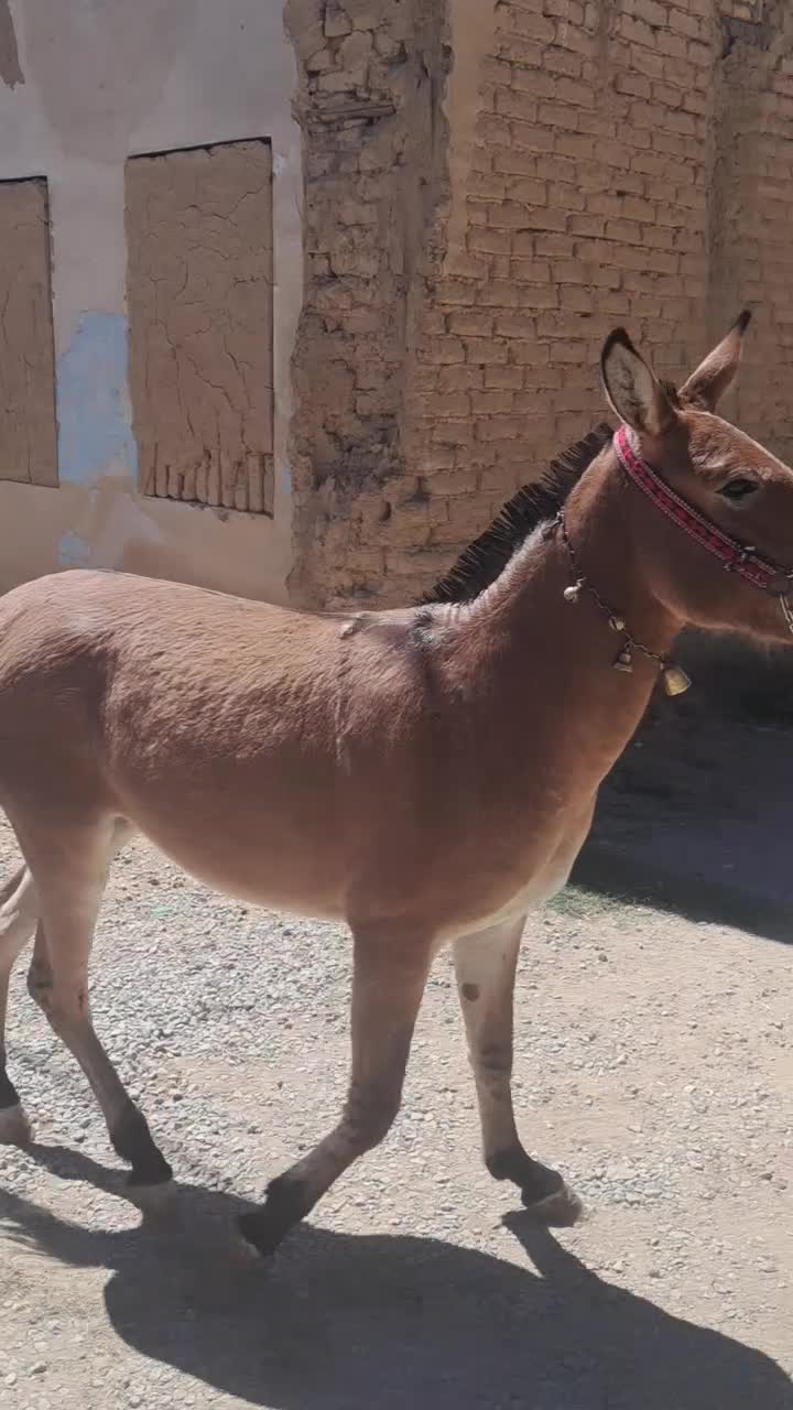 قاطر قودو|حیوانات مزرعه|لاران, |دیوار