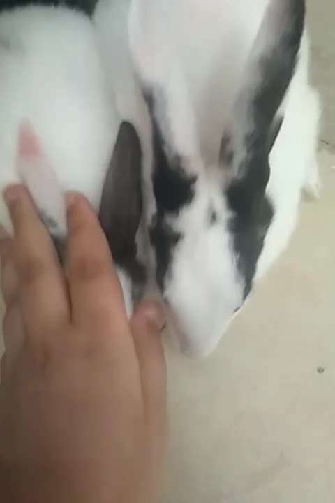 دو خرگوش|موش و خرگوش|اهواز, گلستان|دیوار