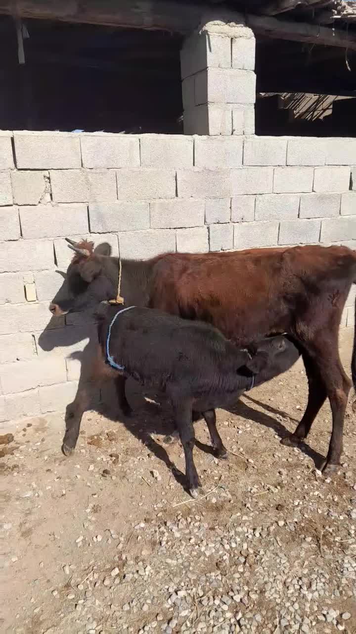 گاو گوساله دار جوان  گوساله  ماده|حیوانات مزرعه|گنبد کاووس, |دیوار