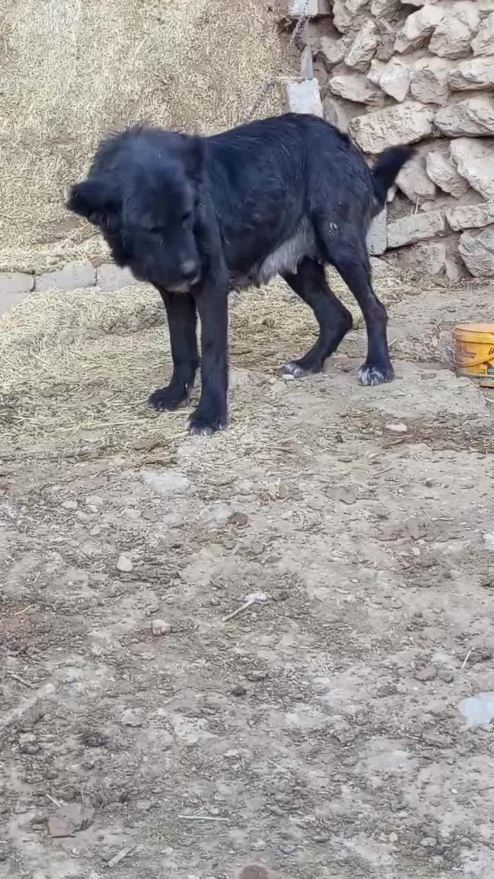 لاسه .ماده قدرجونی .|سگ|شیدا, |دیوار