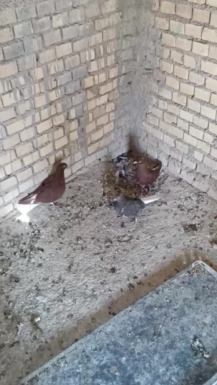 دمسفیدماده|پرنده|خرمشهر, |دیوار