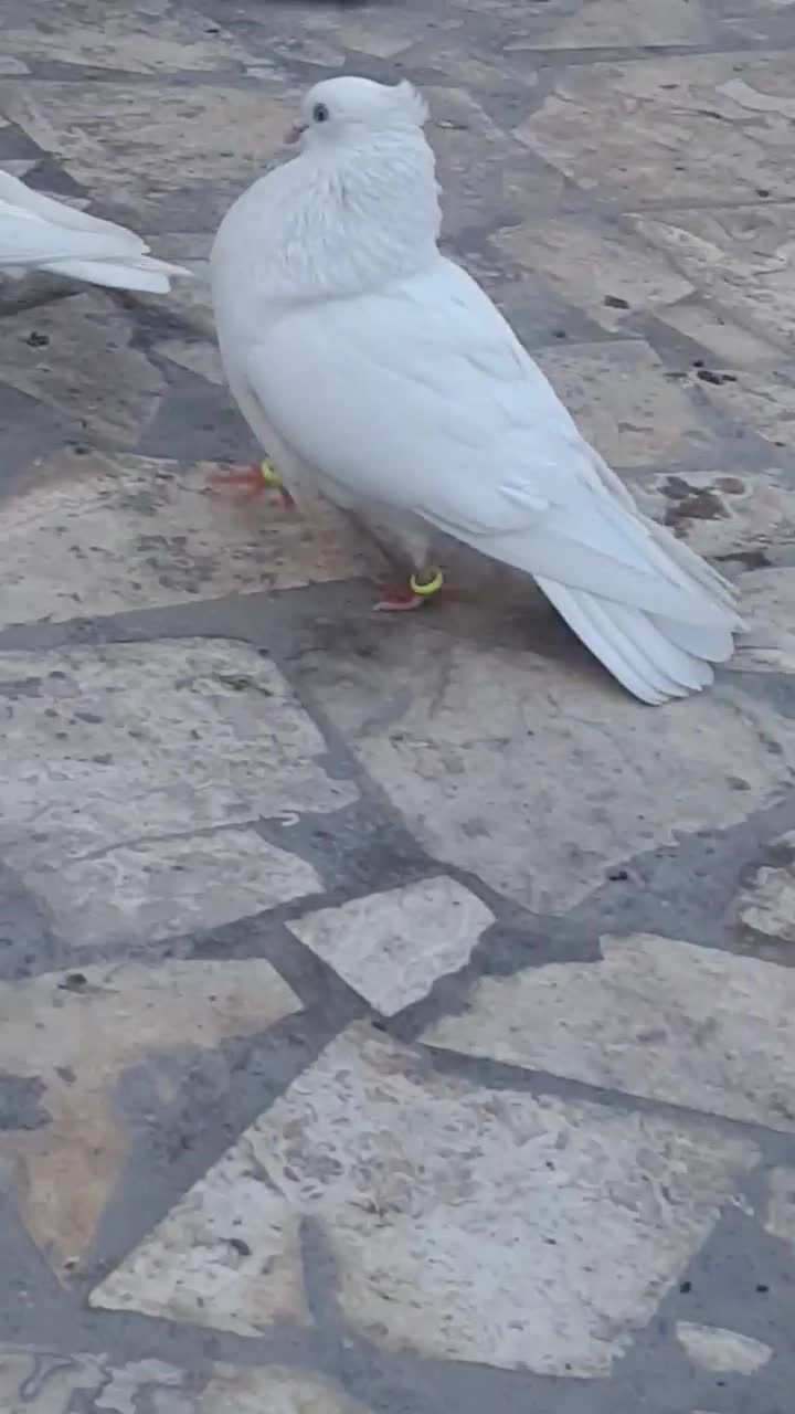 گبوتر|پرنده|بم, |دیوار