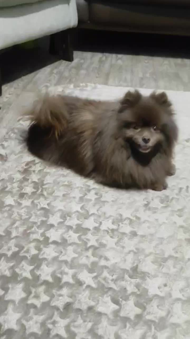 سگی|سگ|فسا, |دیوار