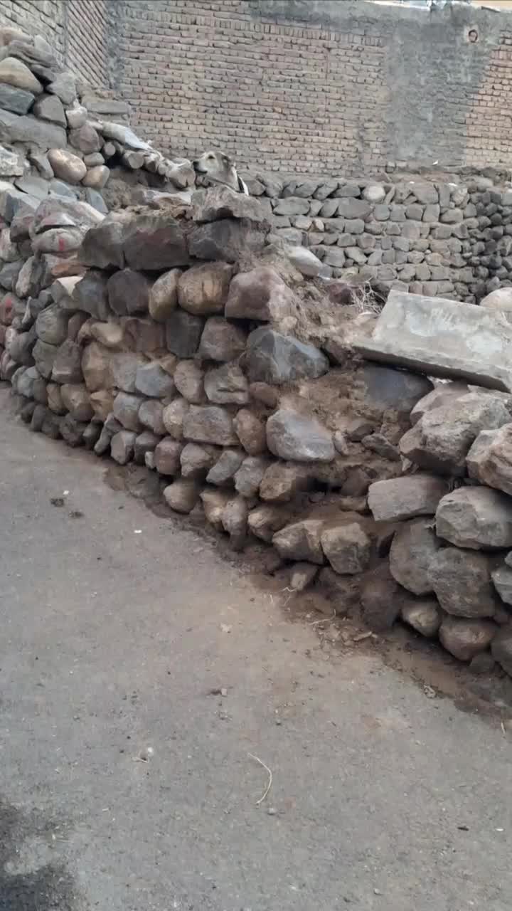 فروش سگ عراقی  قیمت مناسب|سگ|باسمنج, |دیوار