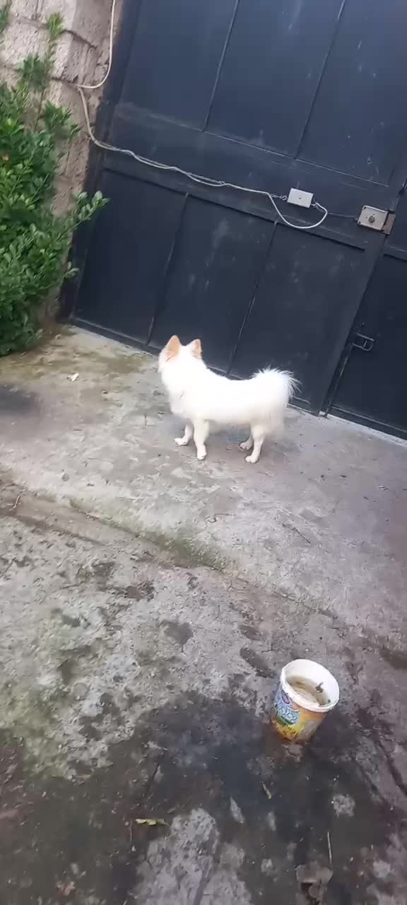 سگ پاکوتاه پامرانین|سگ|آستانه اشرفیه, |دیوار