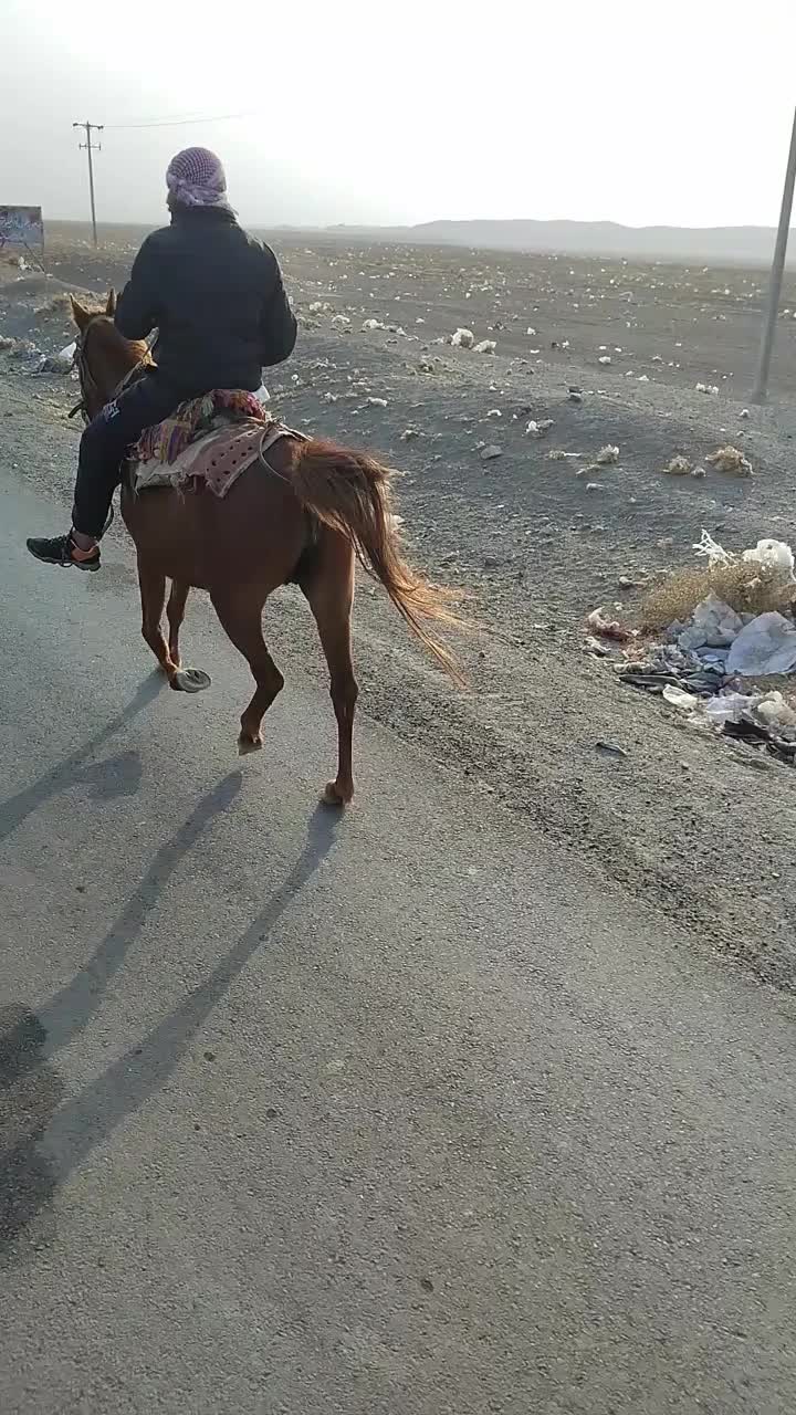 اسب مادیان فروشی یقره|اسب و تجهیزات اسب‌سواری|تربت جام, جامرود|دیوار