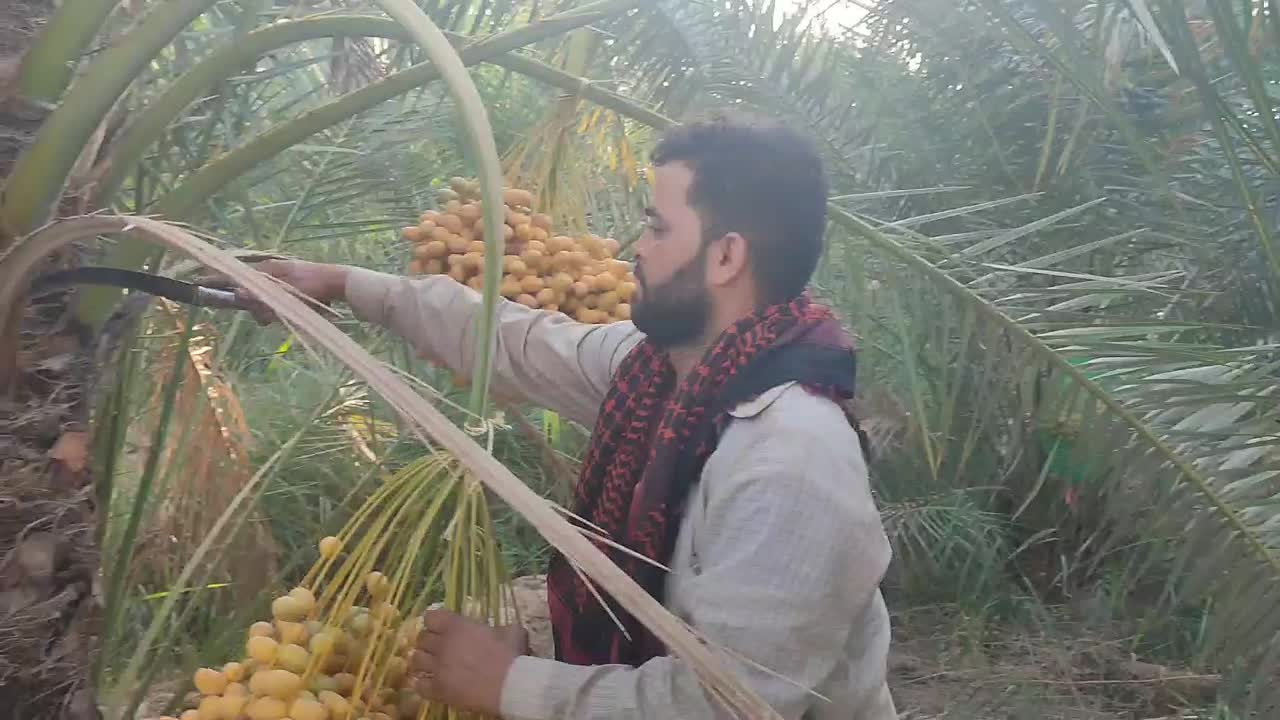 رطب وخارک برحی وبریم آبادان|خوردنی و آشامیدنی|کرج, گلستان|دیوار