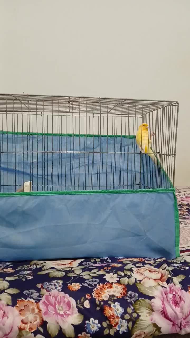 قناری|پرنده|لاهیجان, لیل|دیوار