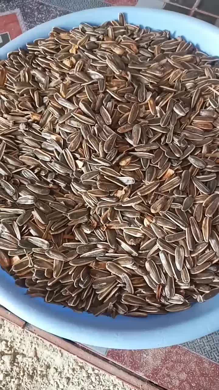 فروش تخمه افتاب گردان|خوردنی و آشامیدنی|محمدبار, |دیوار