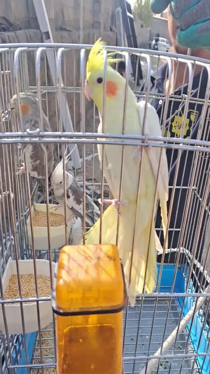 عروس هلندی وات فیس|پرنده|اندیشه, اندیشه فاز ۵|دیوار