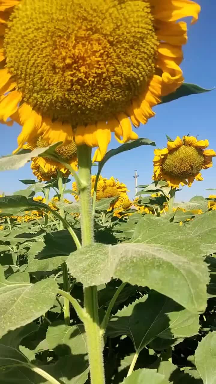 بذرآفتابگردان اصل اصل|خدمات باغبانی و درختکاری|ارومیه, |دیوار