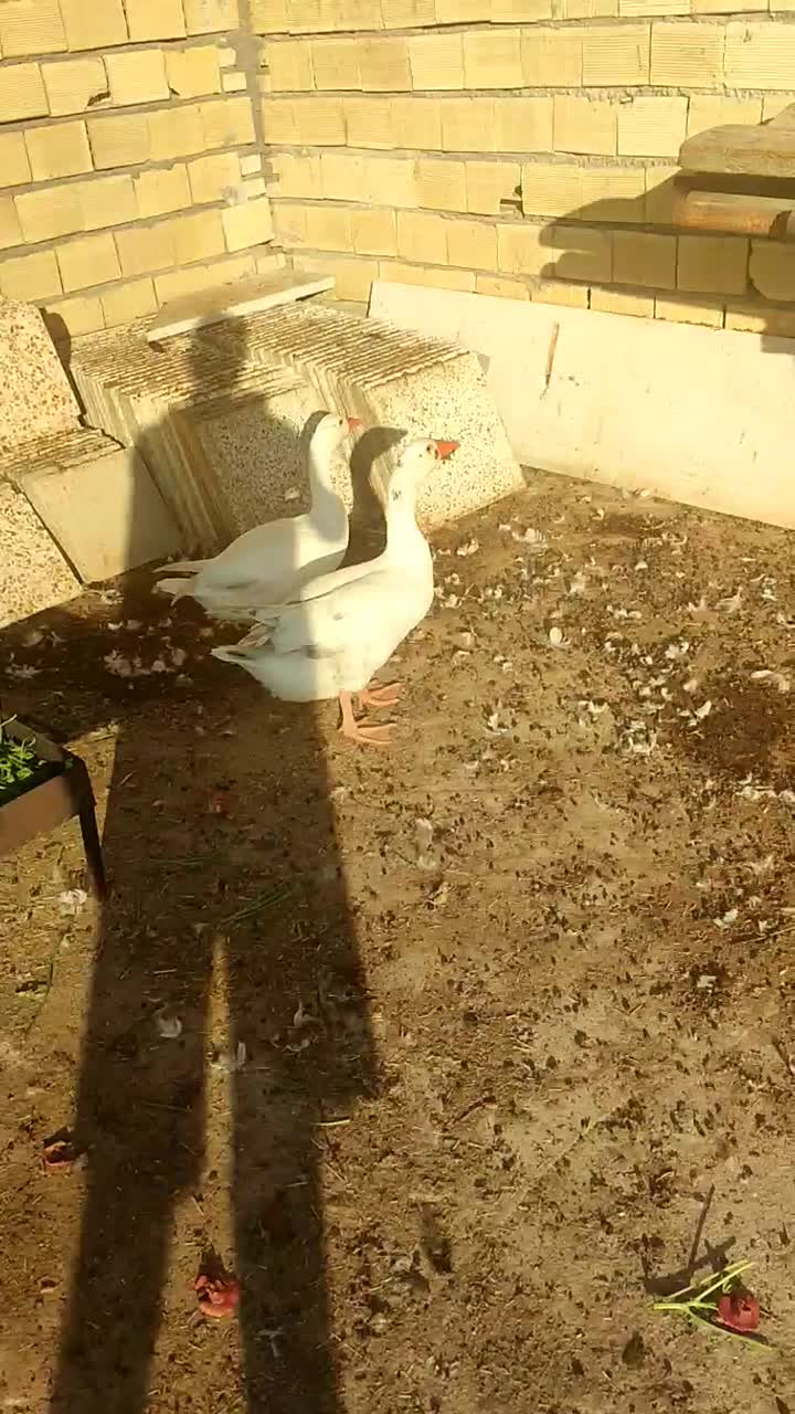 غاز|حیوانات مزرعه|بندر ماهشهر, |دیوار