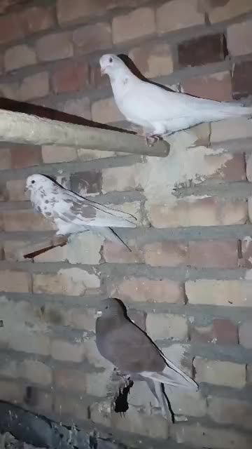 یه خانه کبوتر|پرنده|خوی, |دیوار