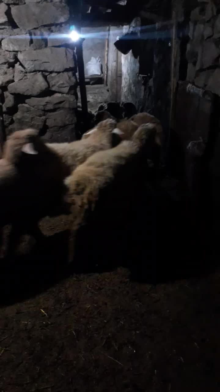 بره نر پای پروار|حیوانات مزرعه|چهاردانگه (آذربایجان), |دیوار