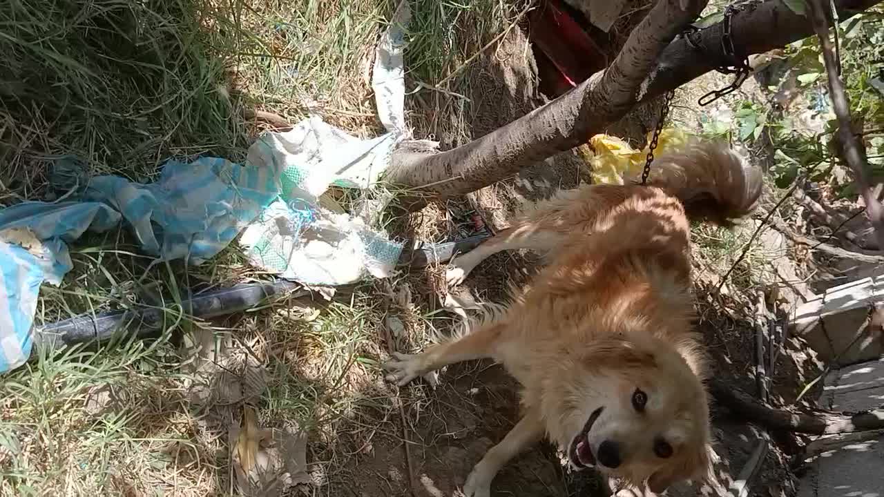 پاکوتا|سگ|خسروشاه, |دیوار