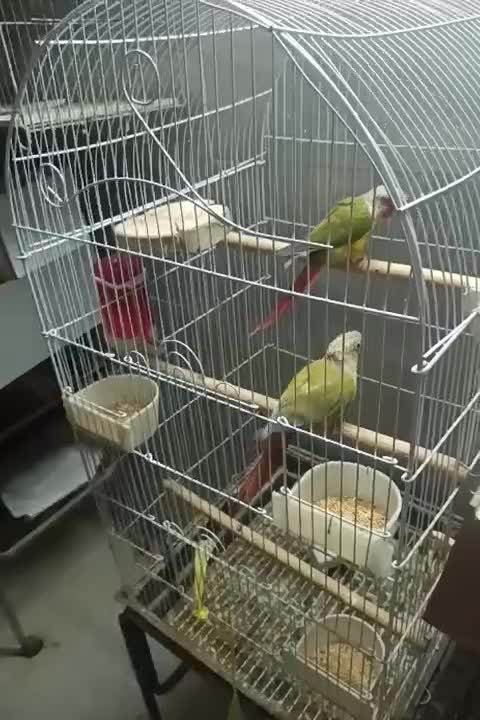 جفت طوطی گرینچیک مولد|پرنده|اصفهان, شمس آباد|دیوار