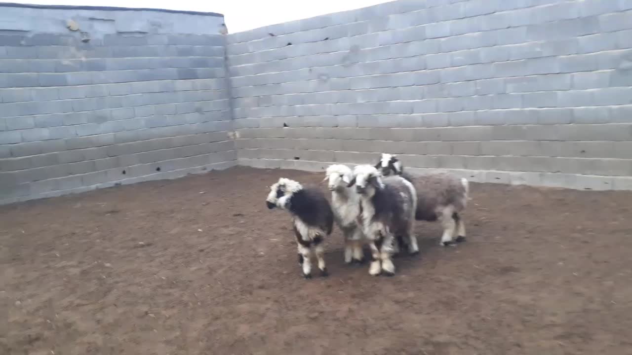 بره ریز،بز،میش،بزغاله|حیوانات مزرعه|مبارکه, |دیوار