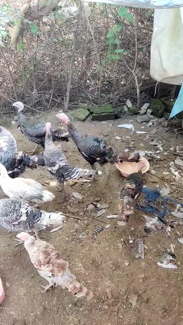 فروش ۱۳ عدد بوقلمون نر وماده|حیوانات مزرعه|رودسر, |دیوار