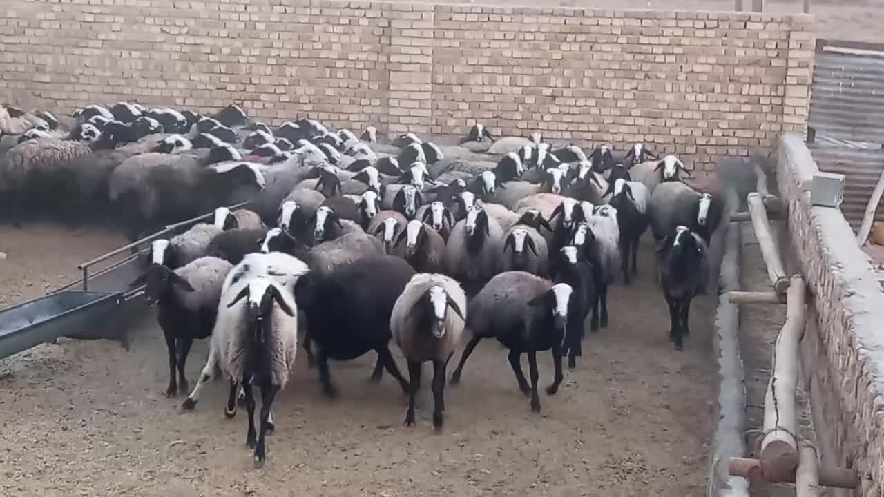 ۱۲۰ راس شیشک میش شال هیکلی درشت آبستن سنگین|حیوانات مزرعه|بوئین زهرا, |دیوار