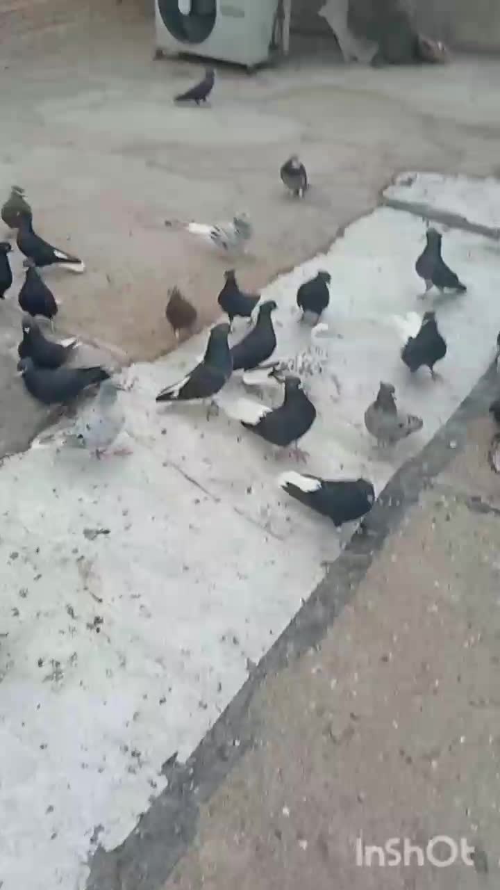 سری دم سفید درجه یک|پرنده|حمیدیه, |دیوار