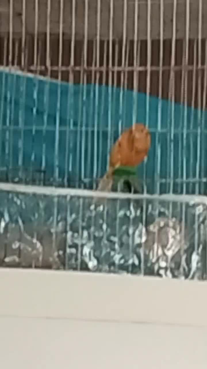 سلام یک جفت قناری سرخ مست مستخون|پرنده|مشهد, ادیب نیشابوری (شهرک غرب)|دیوار