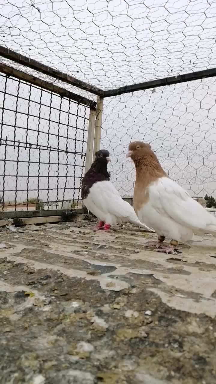 کبوتر|پرنده|شاهین‌شهر, گرگاب|دیوار