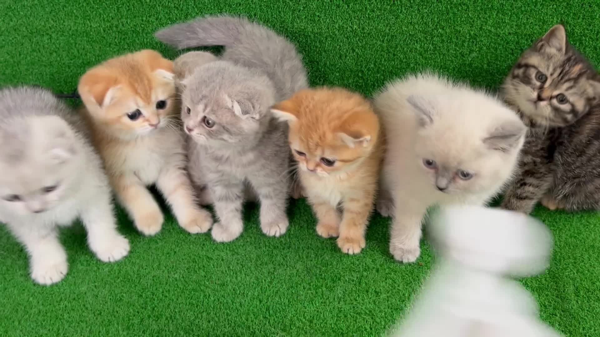 گربه اسکاتیش و بریتیش در همه رنگ|گربه|مشهد, هفت تیر (آب و برق)|دیوار