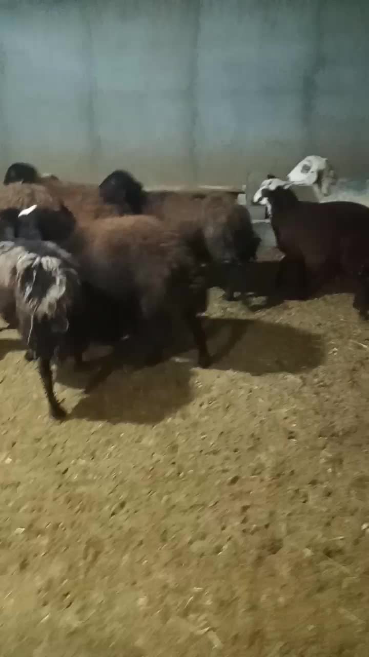 میش|حیوانات مزرعه|میان جلگه, |دیوار