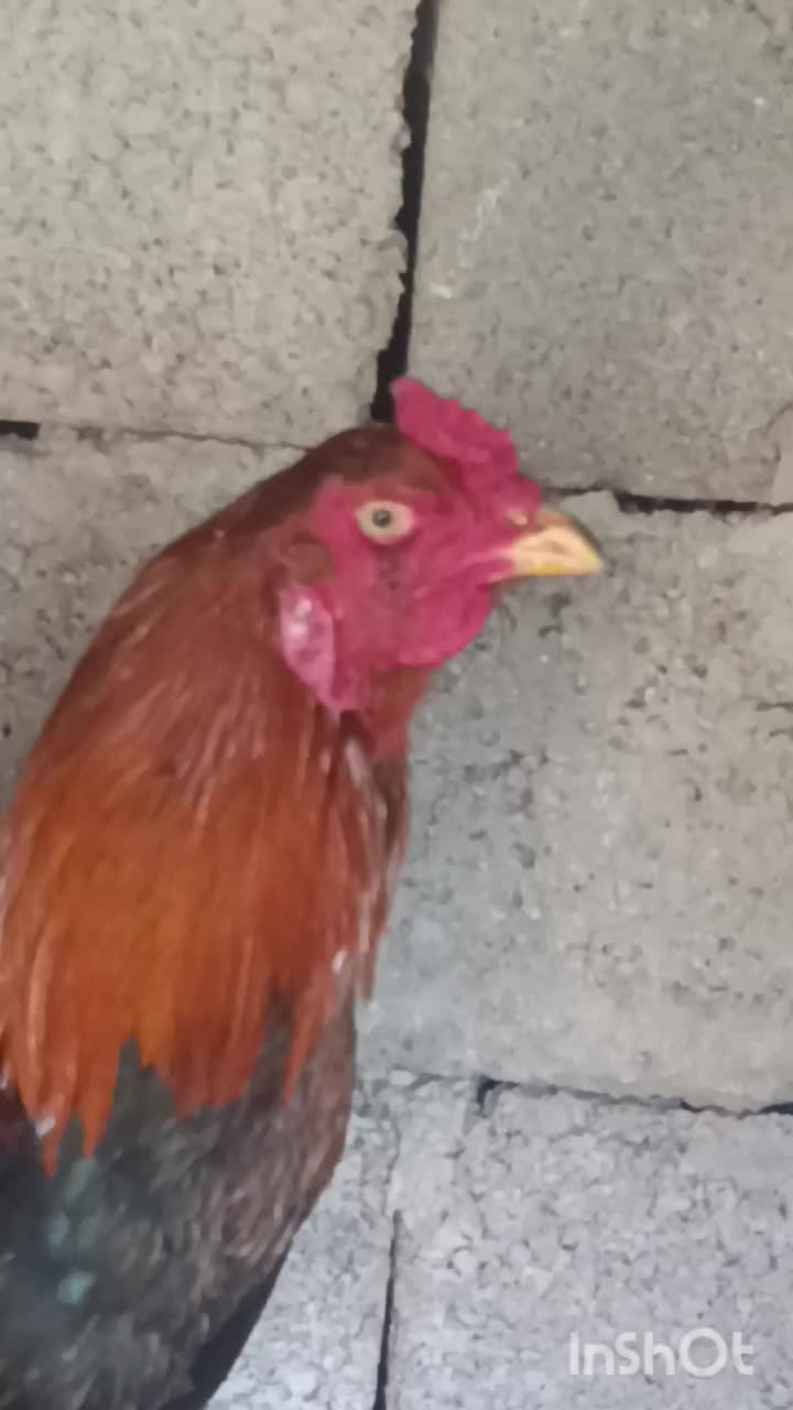 دو جفت خروس لاری|حیوانات مزرعه|رشت, لاکان|دیوار