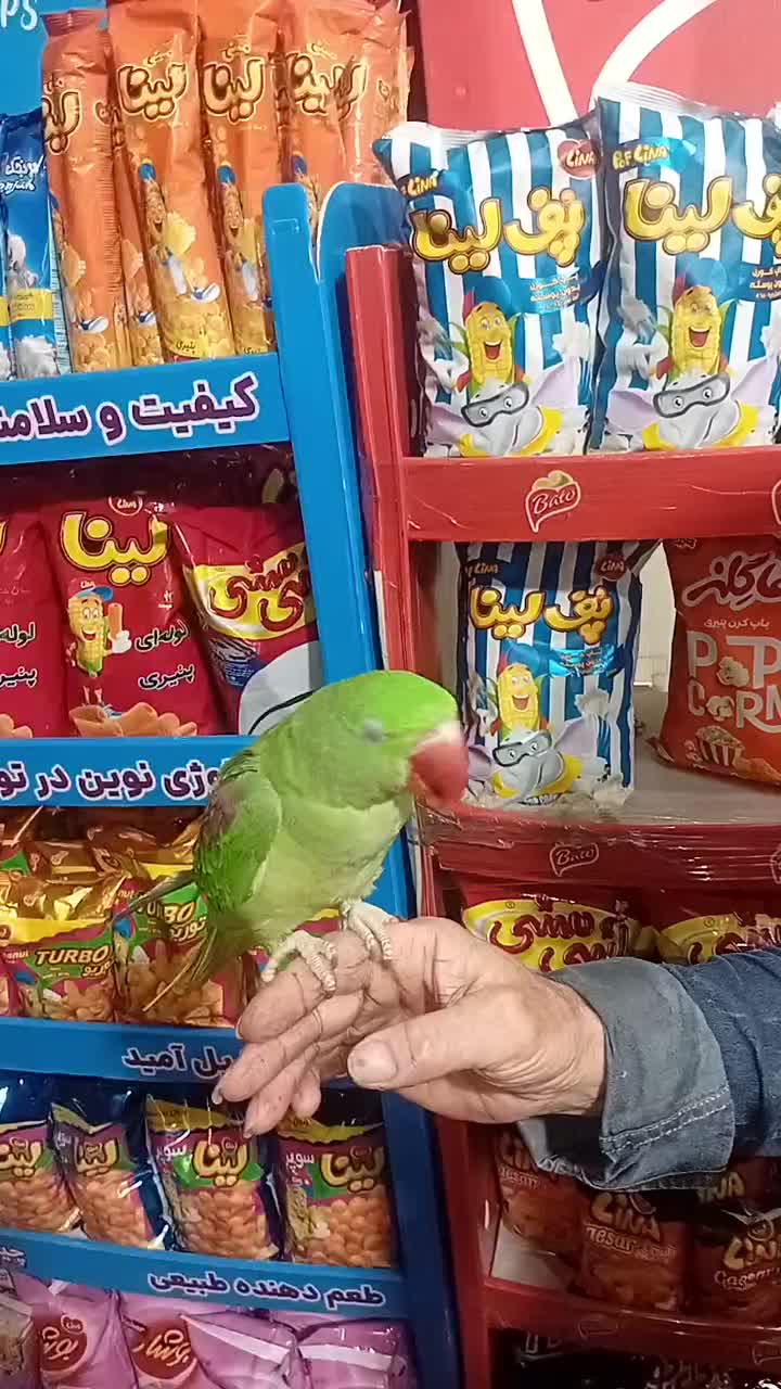 جوجه شاه طوطی داخلی نر بازیگوش و شیطون|پرنده|تهران, سلسبیل جنوبی|دیوار