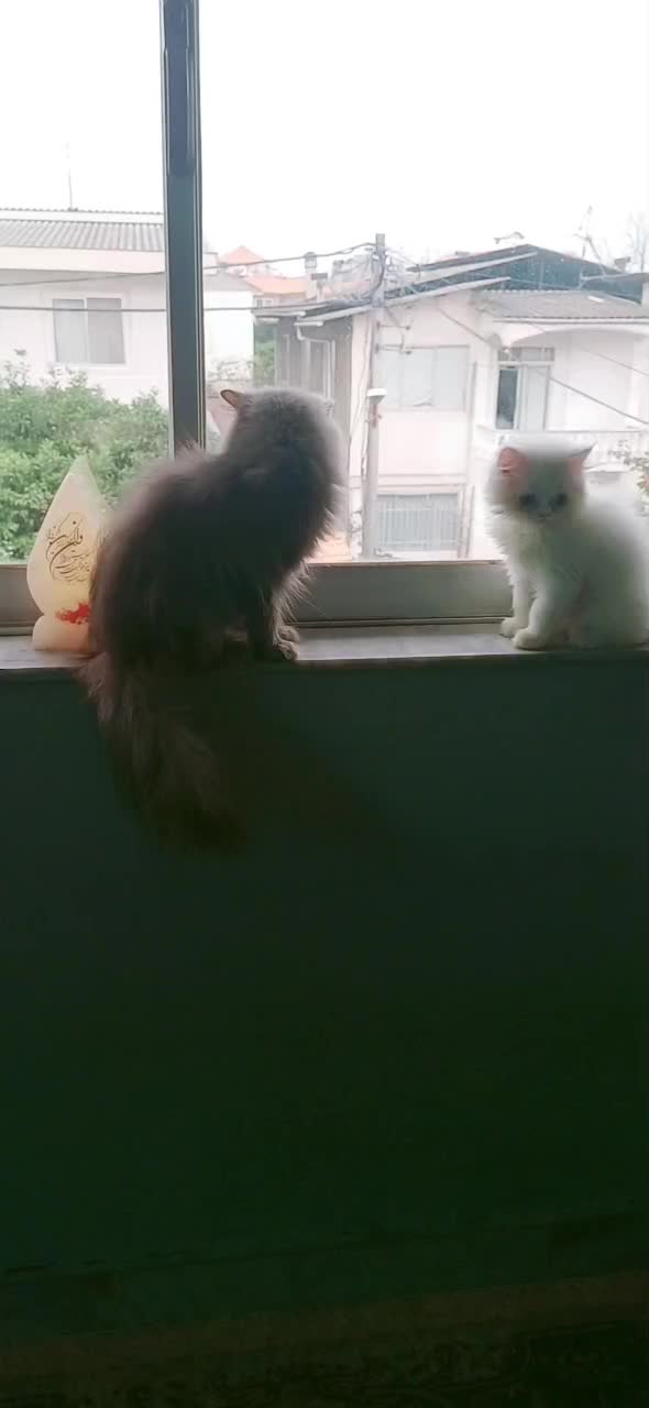 پرشین اشرافی ماده|گربه|تنکابن, |دیوار