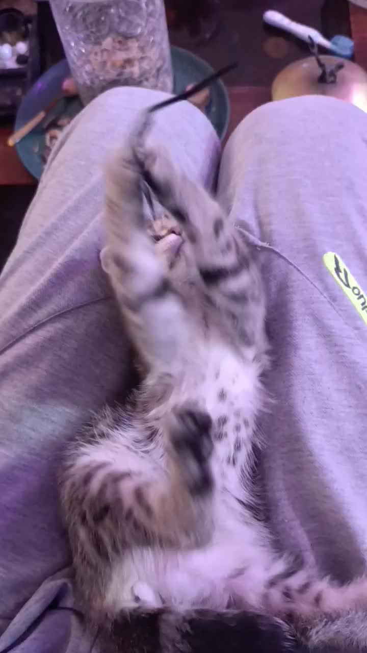 اسکاتیش فولد|گربه|یزد, |دیوار