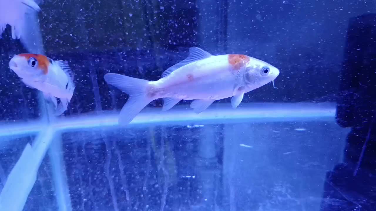 ماهی کوی نژاد دار|ماهی|قم, سراجه (۱۵ خرداد)|دیوار