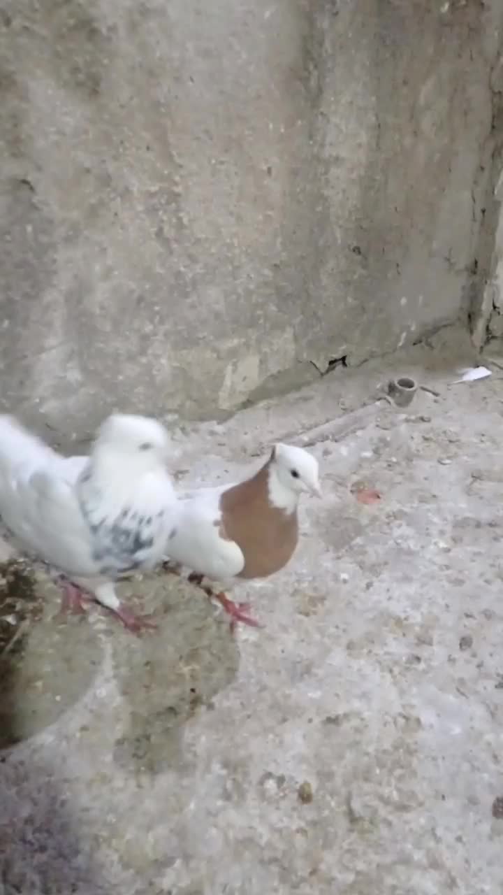 کبوتر|پرنده|دهدشت, |دیوار