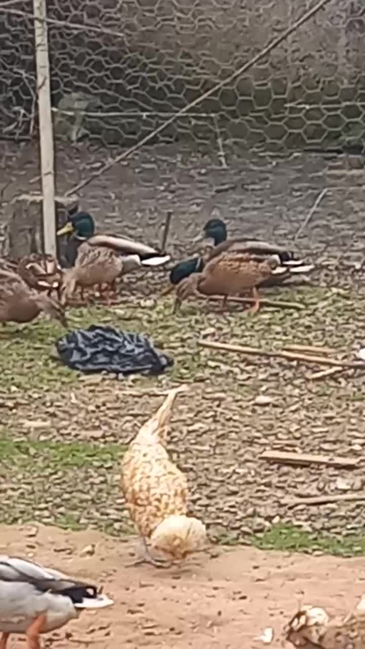 اردک مرغابی و غاز|حیوانات مزرعه|خمام, |دیوار