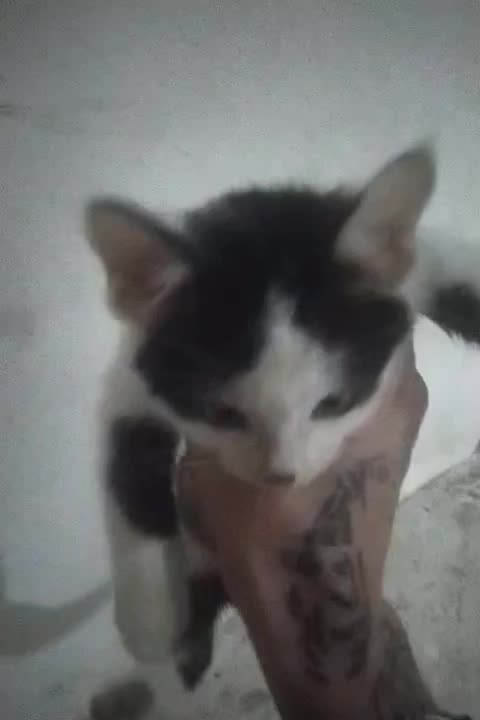 یک عدد گربه واگذاری|گربه|لاهیجان, یوسف آباد|دیوار